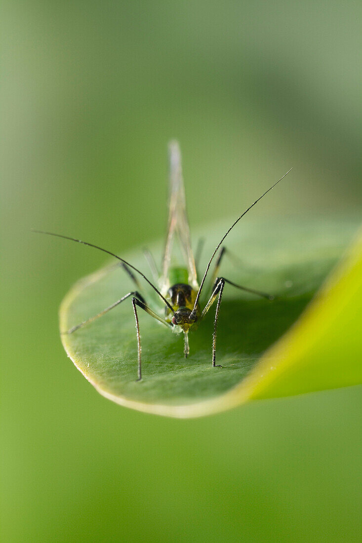 Aphid, Sussex, England