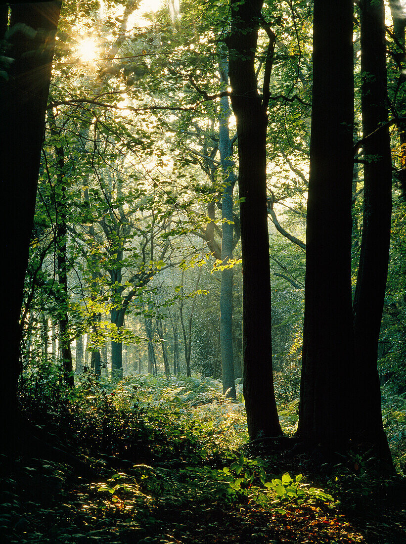 European Beech (Fagus sylvatica) forest, Sussex, England