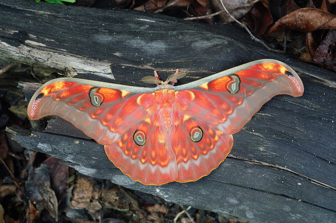 Saturniid Moth (Antheraea larissa), Lundu, Sarawak, Borneo, Malaysia