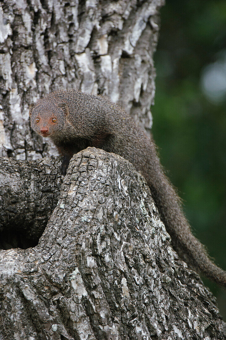 Ruddy Mongoose (Herpestes smithii), Yala National Park, Sri Lanka