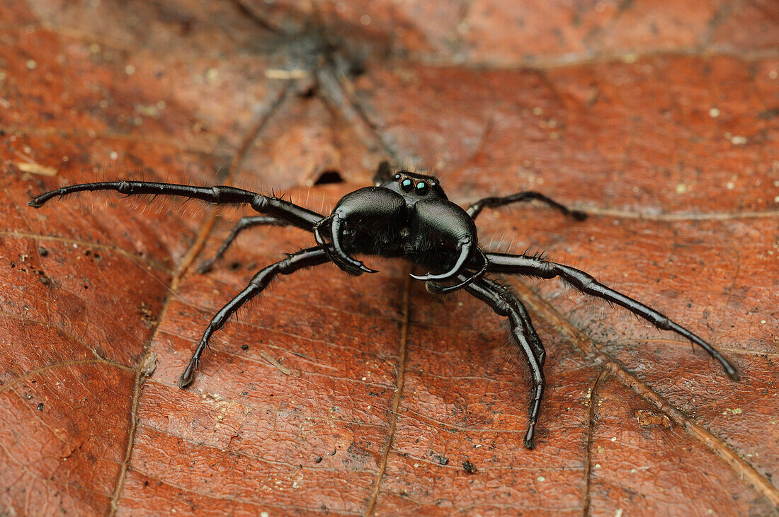 Jumping Spider (Hyllus walckenaeri) displaying its massive chelicerae in a defensive posture, Lore Lindu National Park, Sulawesi, Indonesia