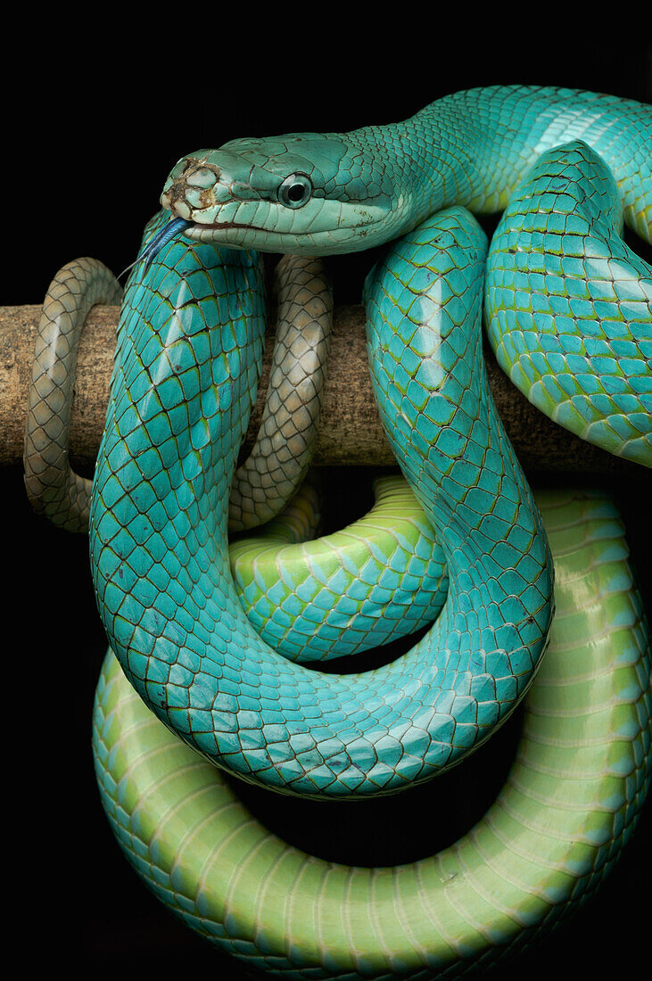 Red-tailed Green Ratsnake (Gonyosoma oxycephalum), Jakarta, Java, Indonesia