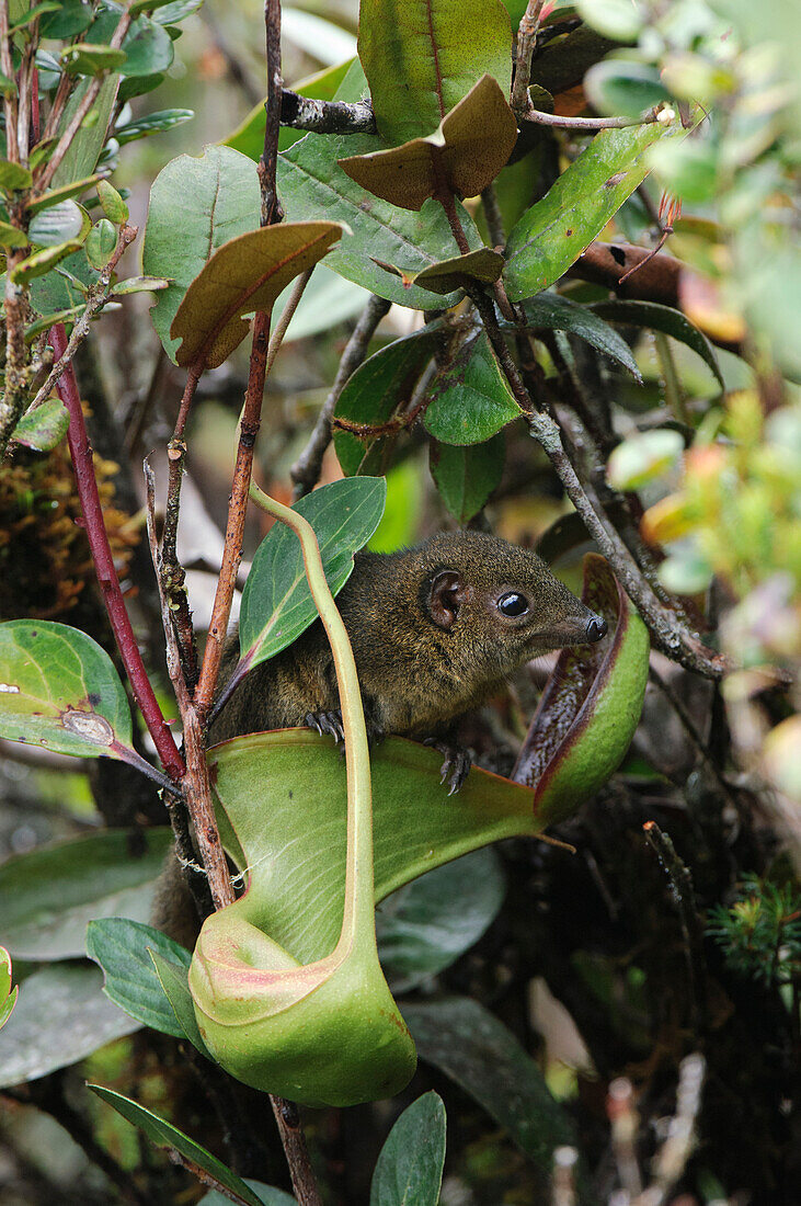 Low's Pitcher Plant (Nepenthes lowii) derives nitrogen nutrients from droppings of Mountain Tree Shrew (Tupaia montana) which are attracted to the nectar secretions, inevitably leaving their scat in the pitchers, Gunung Mulu National Park, Sarawak, Borneo