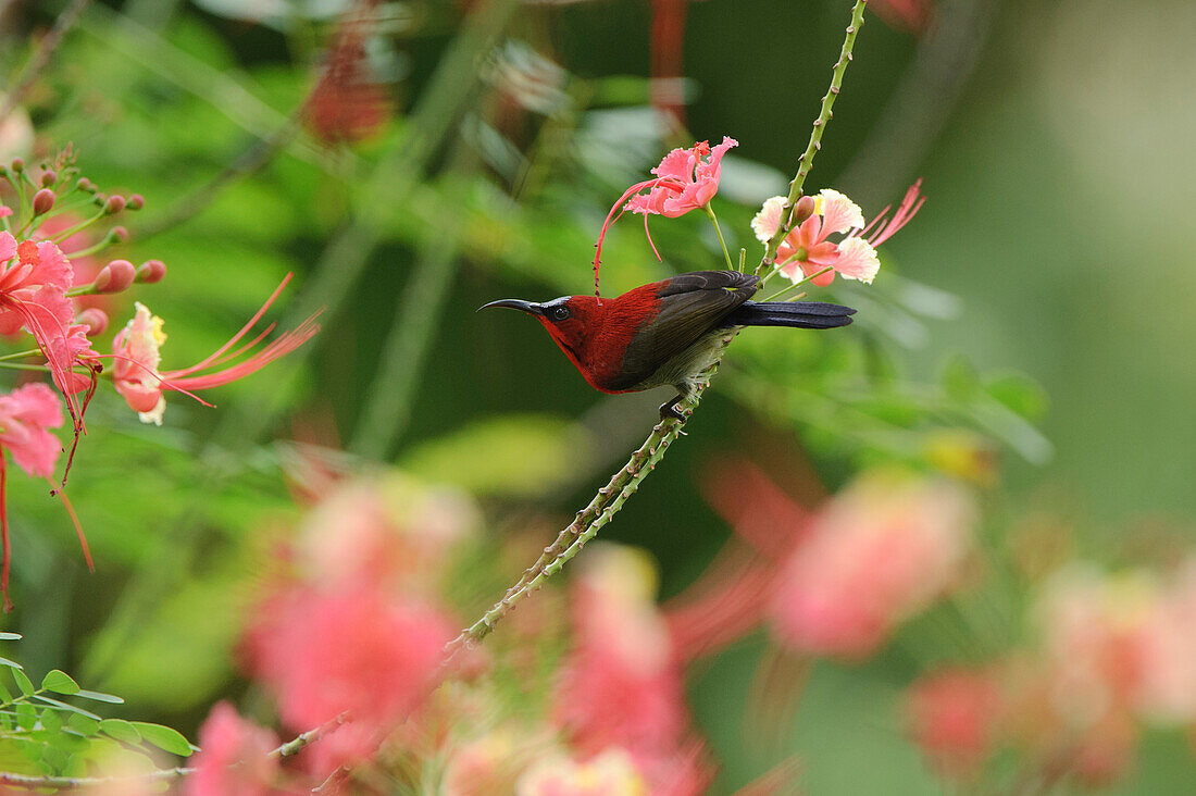Crimson Sunbird (Aethopyga siparaja) male, Sepilok Forest Reserve, Sabah, Borneo, Malaysia