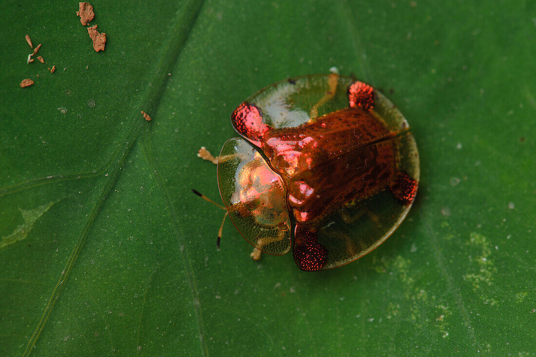 Chrysomelid Beetle (Aspidimorpha sanctaecrucis), Cuc Phuong National Park, Ninh Binh, Vietnam