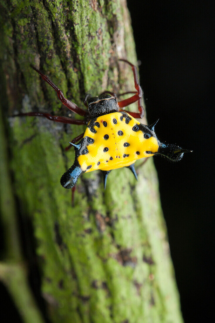 Hasselt's Spiny Spider (Gasteracantha hasselti), Danum Valley Conservation Area, Sabah, Borneo, Malaysia