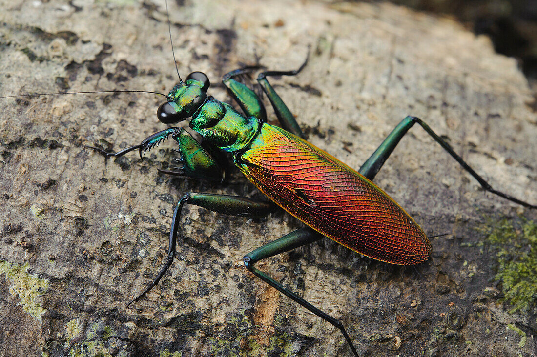 Praying Mantis (Metallyticus splendidus), Maliau Basin, Sabah, Borneo, Malaysia