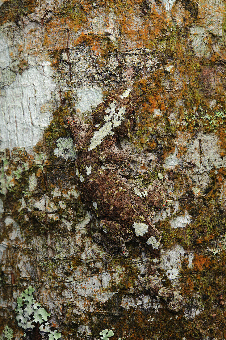 Sabah Flying Gecko (Ptychozoon rhacophorus) camouflaged on bark, Kinabalu National Park, Sabah, Borneo, Malaysia
