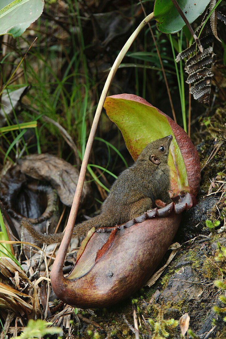 Mountain Tree Shrew (Tupaia montana) feeding on Pitcher Plant (Nepenthes rajah) nectar, inevitably leaving its scat in the pitcher which is a valuable nitrogen source in their impoverished mountain habitat, Kinabalu National Park, Sabah, Borneo, Malaysia