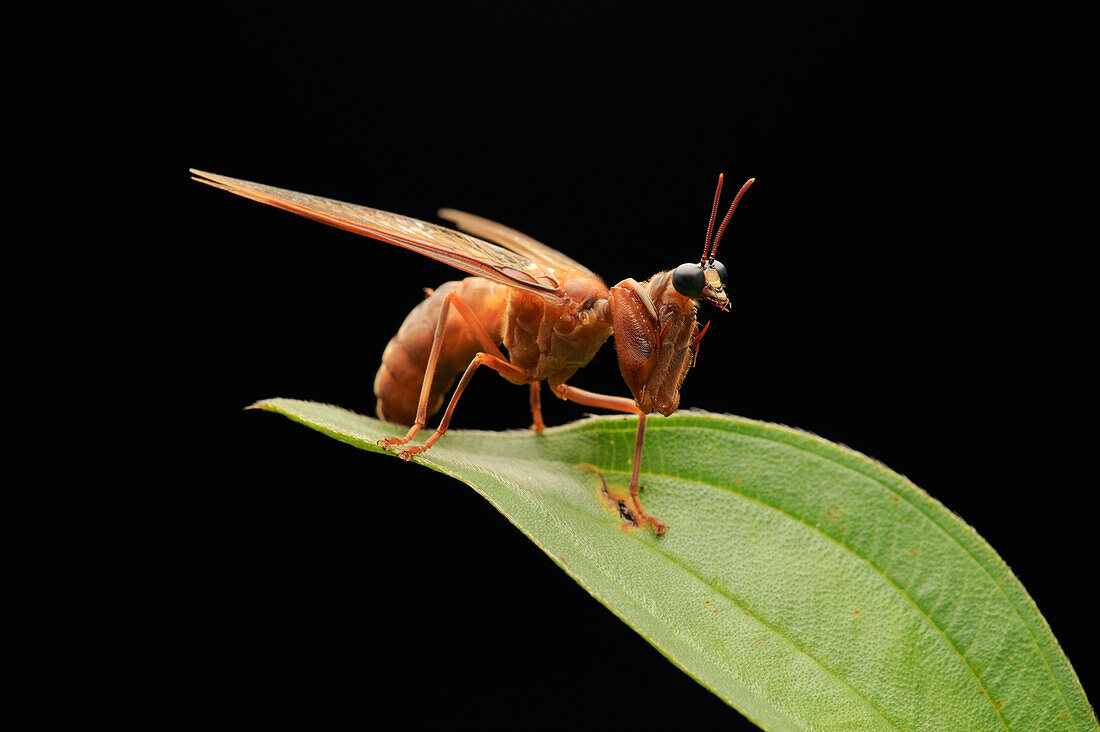 Mantis Fly (Mantispidae) mimicking a wasp to deter predators, Danum Valley Conservation Area, Sabah, Borneo, Malaysia