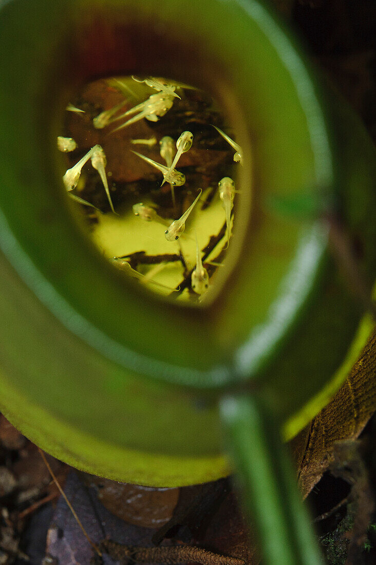 Matang Narrow-mouthed Frog (Microhyla nepenthicola) tadpoles in a pitcher of Flask-shaped Pitcher Plant (Nepenthes ampullaria), Kubah National Park, Sarawak, Borneo, Malaysia