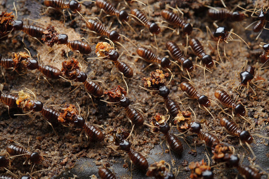 Termite (Longipeditermes longipes) workers transporting leaf fragments back to the colony, Kubah National Park, Sarawak, Borneo, Malaysia