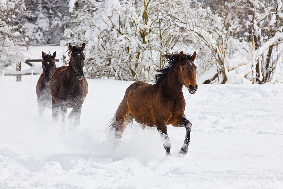 Domestic Horse (Equus caballus) trio running in snow, Germany