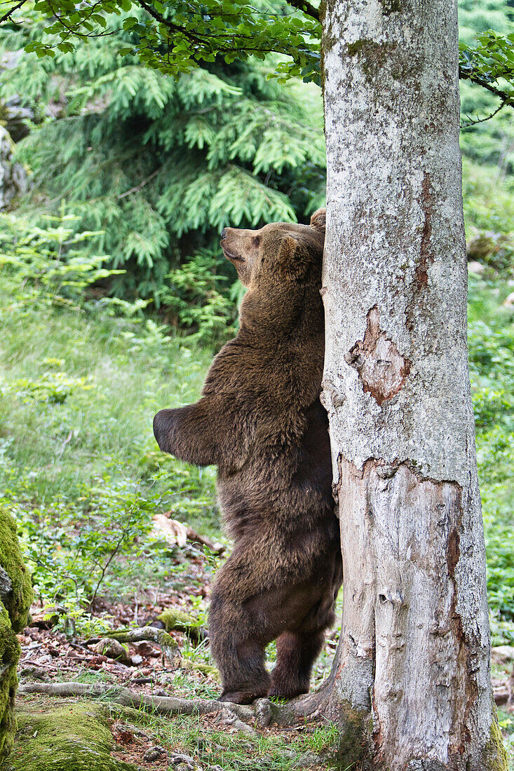 Brown Bear (Ursus arctos) female scratching its back on a tree, Bayrischer Wald National Park, Bavaria, Germany