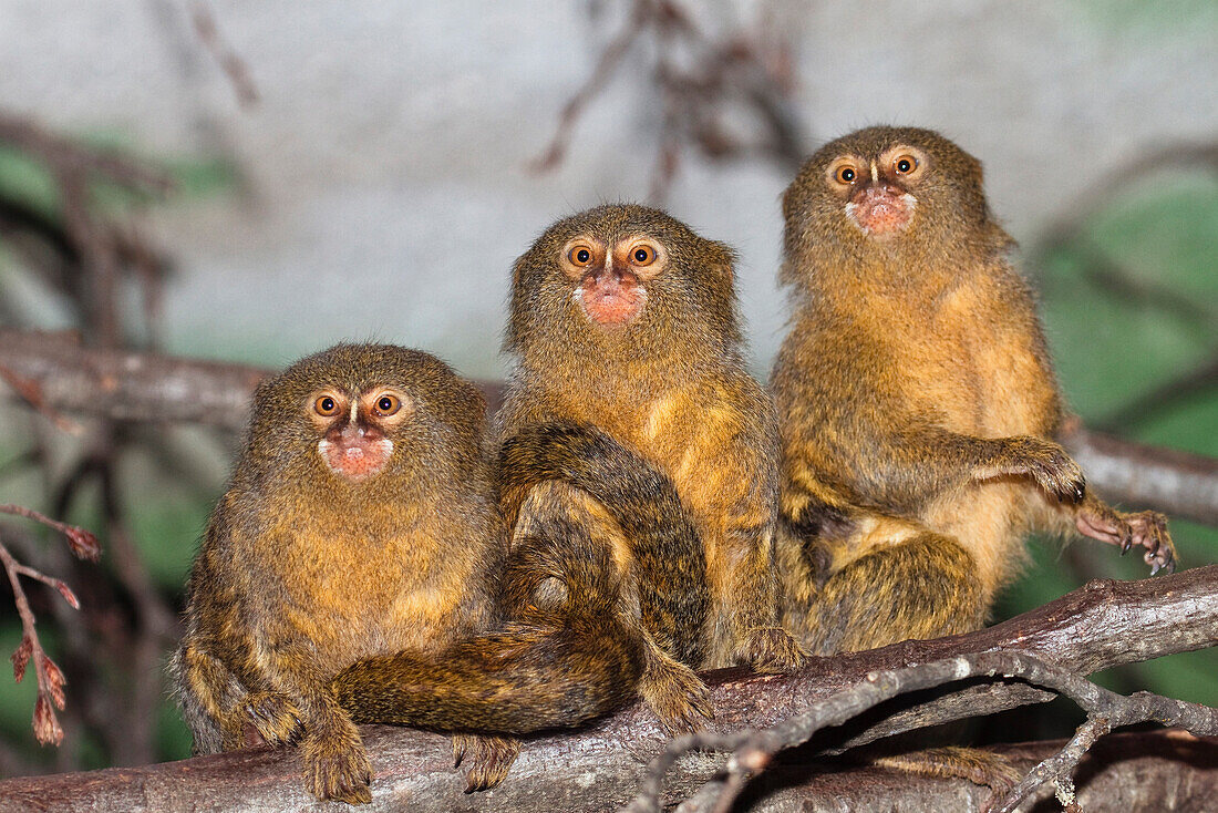 Pygmy Marmoset (Cebuella pygmaea) trio, native to South America