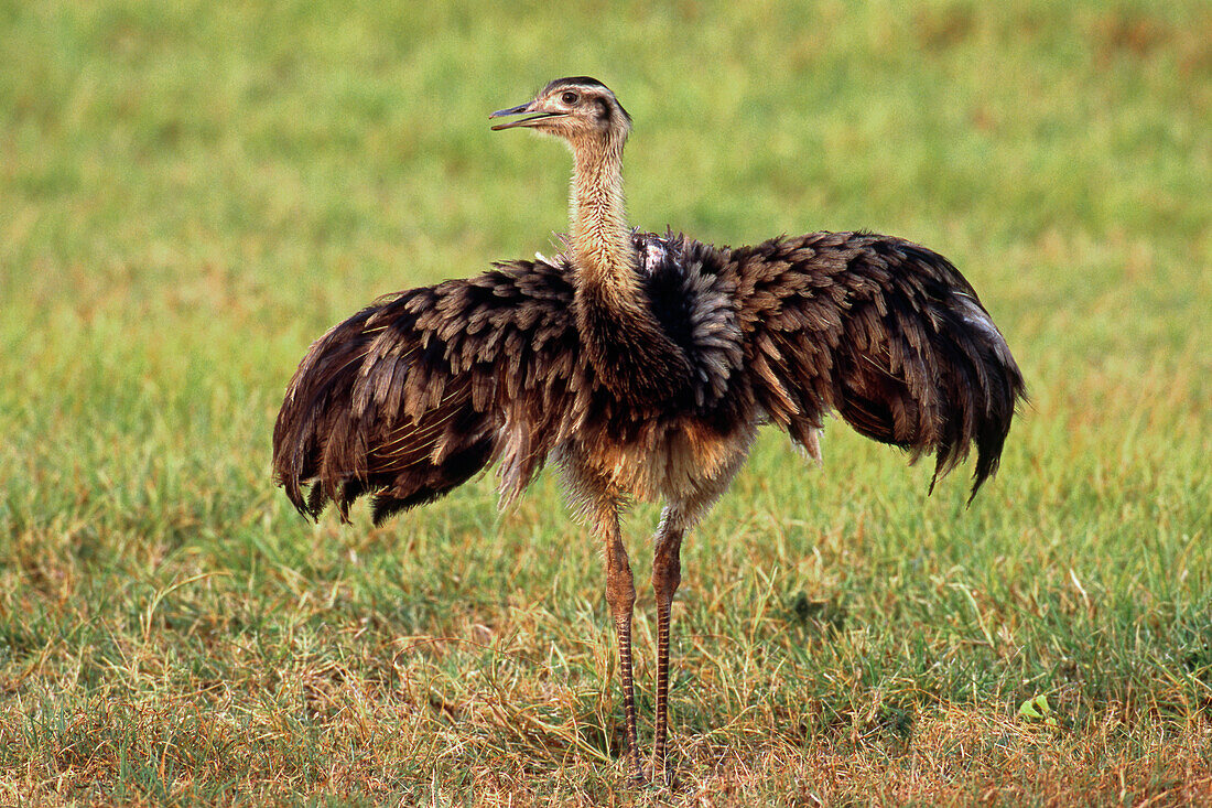 Greater Rhea (Rhea americana) displaying, Pantanal, Brazil