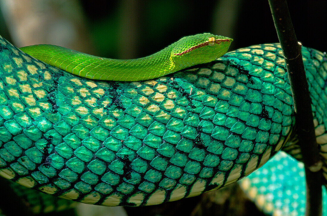 Temple Pit Viper (Trimeresurus wagleri) adult and juvenile, Bako National Park, Sarawak, Borneo, Malaysia