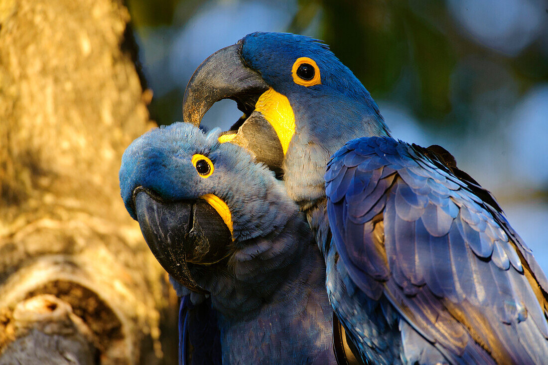 Hyacinth Macaw (Anodorhynchus hyacinthinus) pair preening, Pantanal, Brazil