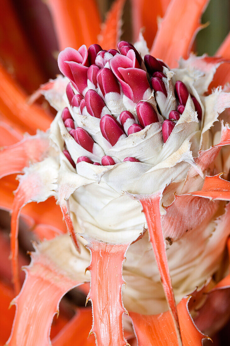 Bromeliad (Bromeliaceae) flowering, Cerrado ecosystem, Sorocaba, Brazil