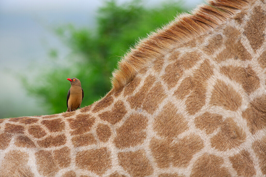 Red-billed Oxpecker (Buphagus erythrorhynchus) on Giraffe (Giraffa camelopardalis), Kwazulu Natal, South Africa