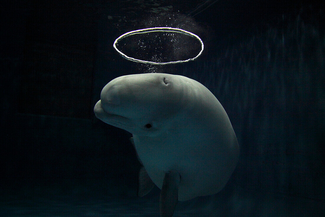 Beluga (Delphinapterus leucas) blowing toroidal bubble ring, Vancouver Aquarium, Canada