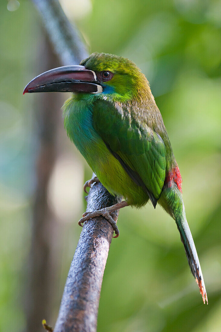 Crimson-rumped Toucanet (Aulacorhynchus haematopygus), Angel Paz Reserve, Mindo Valley, Ecuador