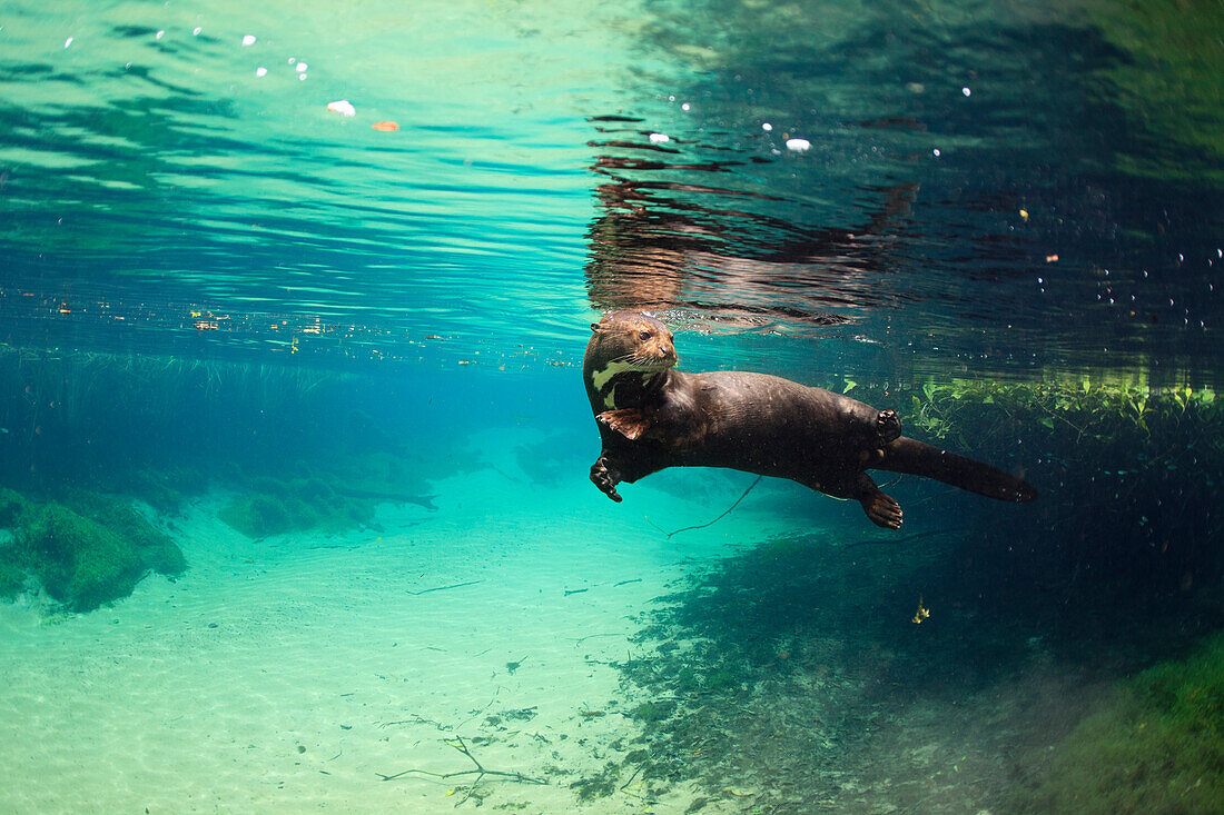 Giant River Otter (Pteronura brasiliensis) swimming, Bodoquena Plateau, Brazil