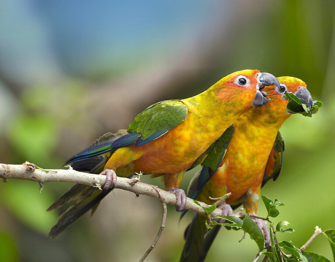Sun Parakeet Aratinga solstitialis pair feeding on leaves, native to South America