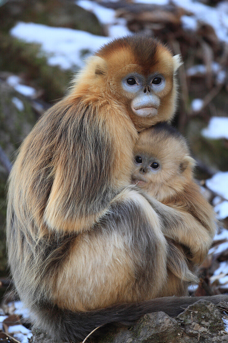 Golden Snub-nosed Monkey (Rhinopithecus roxellana) female and young suckling, Qinling Mountains, China