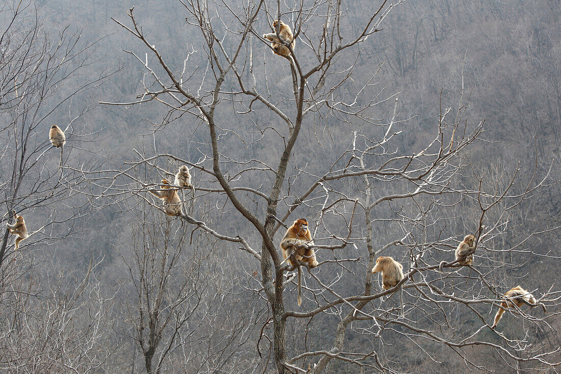 Golden Snub-nosed Monkey (Rhinopithecus roxellana) troop eating bark, Qinling Mountains, China