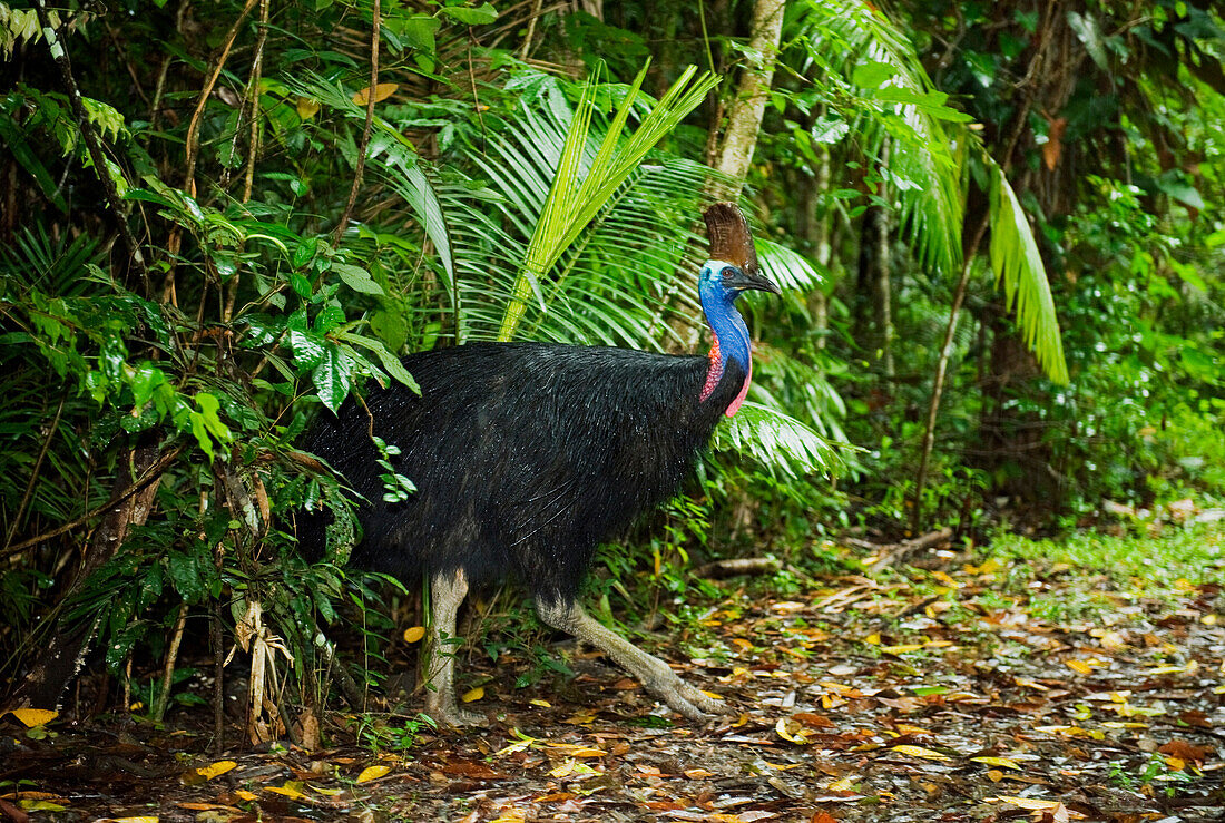 Southern Cassowary (Casuarius casuarius) male in rainforest, Atherton Tableland, Queensland, Australia