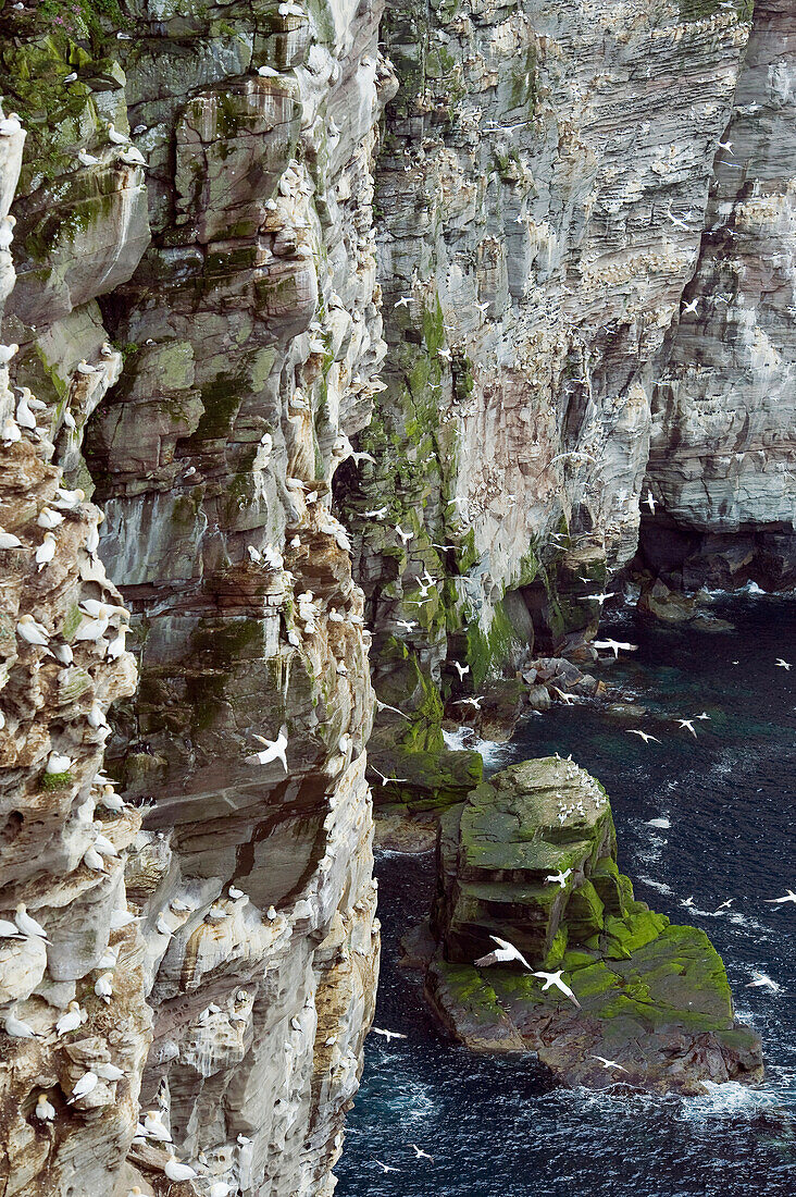 Northern Gannet (Morus bassanus) breeding colony on the Isle of Noss, a National Nature Preserve in the Shetland Islands, United Kingdom