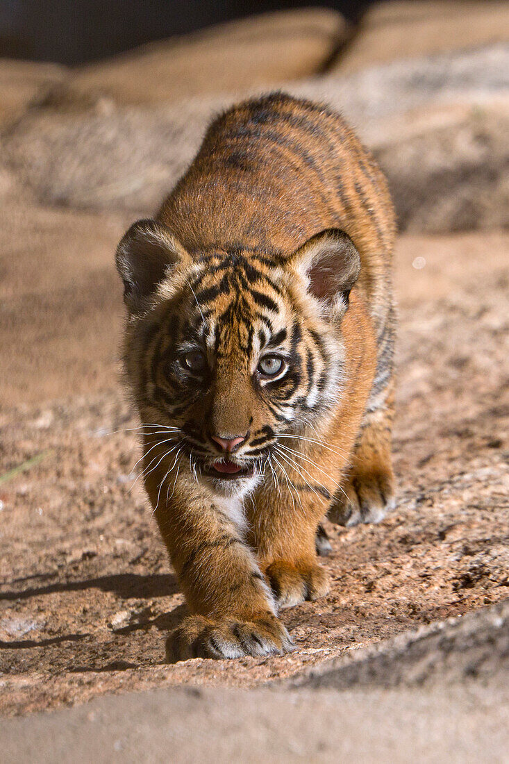 Sumatran Tiger (Panthera tigris sumatrae) cub, native to Sumatra