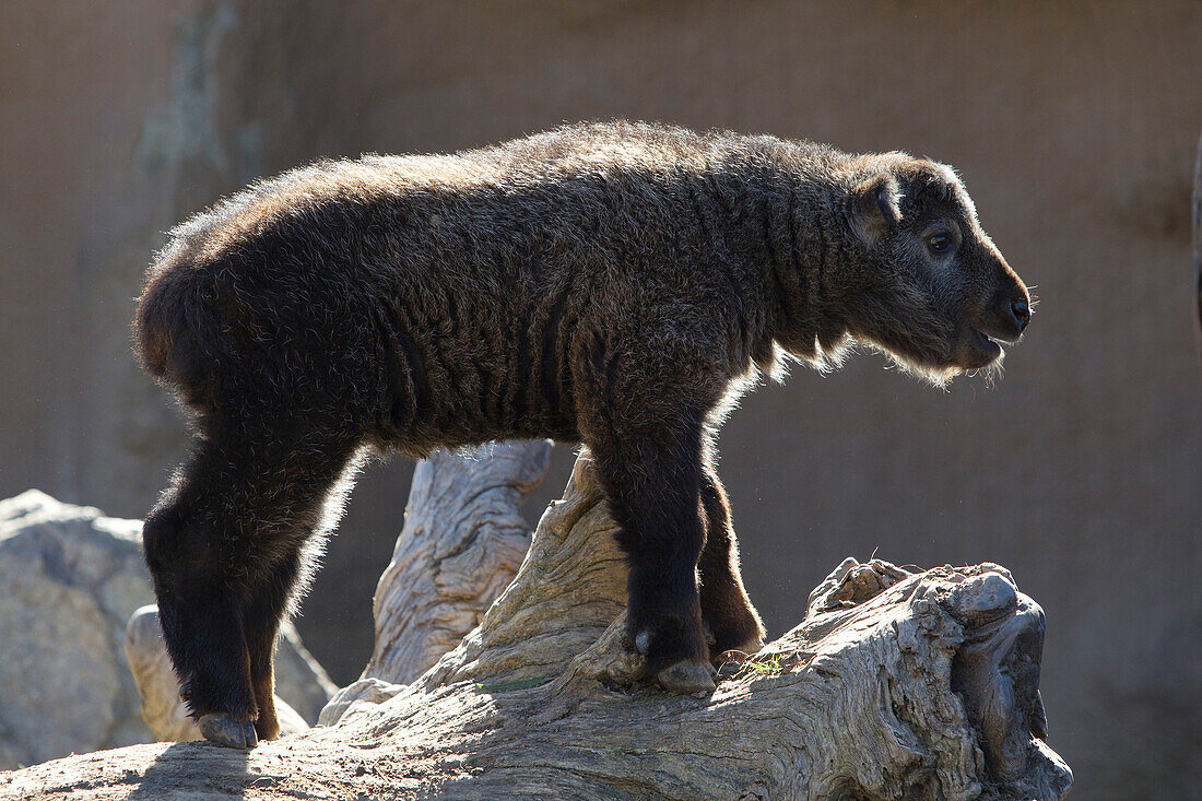 Takin (Budorcas taxicolor) young, native to the Himalayas