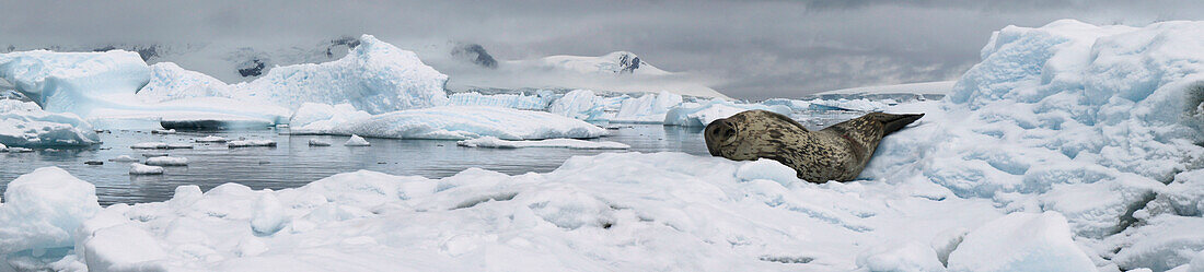 Weddell Seal (Leptonychotes weddellii) on ice, Antarctica