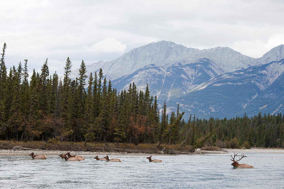American Elk (Cervus elaphus nelsoni) herd crossing river, western Alberta, Canada