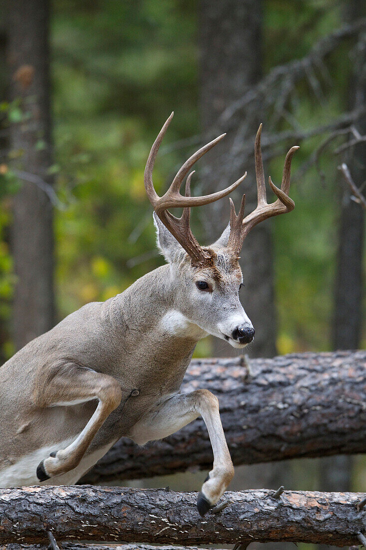 White-tailed Deer (Odocoileus virginianus) buck jumping, western Montana