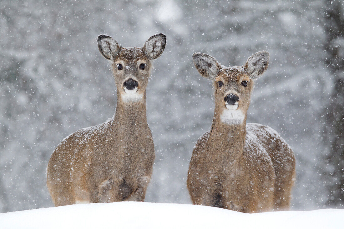 White-tailed Deer (Odocoileus virginianus) does in winter, western Montana
