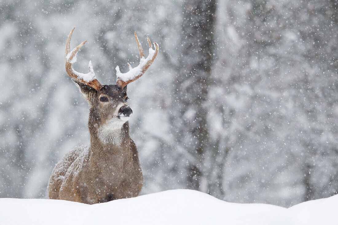 White-tailed Deer (Odocoileus virginianus) buck in winter, western Montana