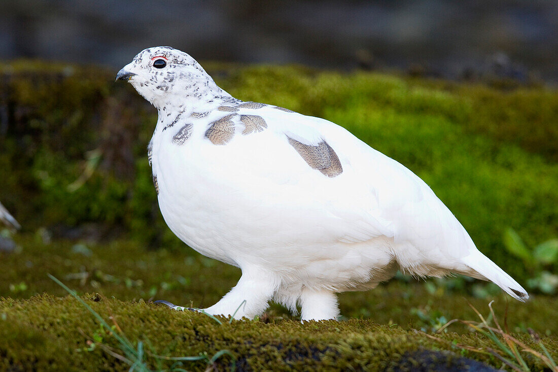 White-tailed Ptarmigan (Lagopus leucura) in winter plumage, Glacier National Park, Montana