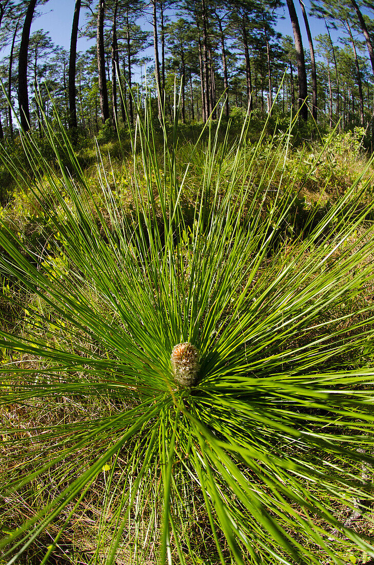 Longleaf Pine (Pinus palustris) seedling showing long needles, Georgia