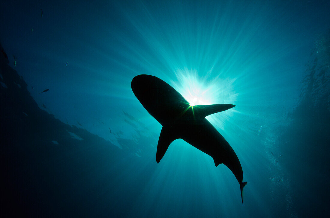 Caribbean Reef Shark (Carcharhinus perezii) silhouetted from below, Jardines de la Reina National Park, Cuba