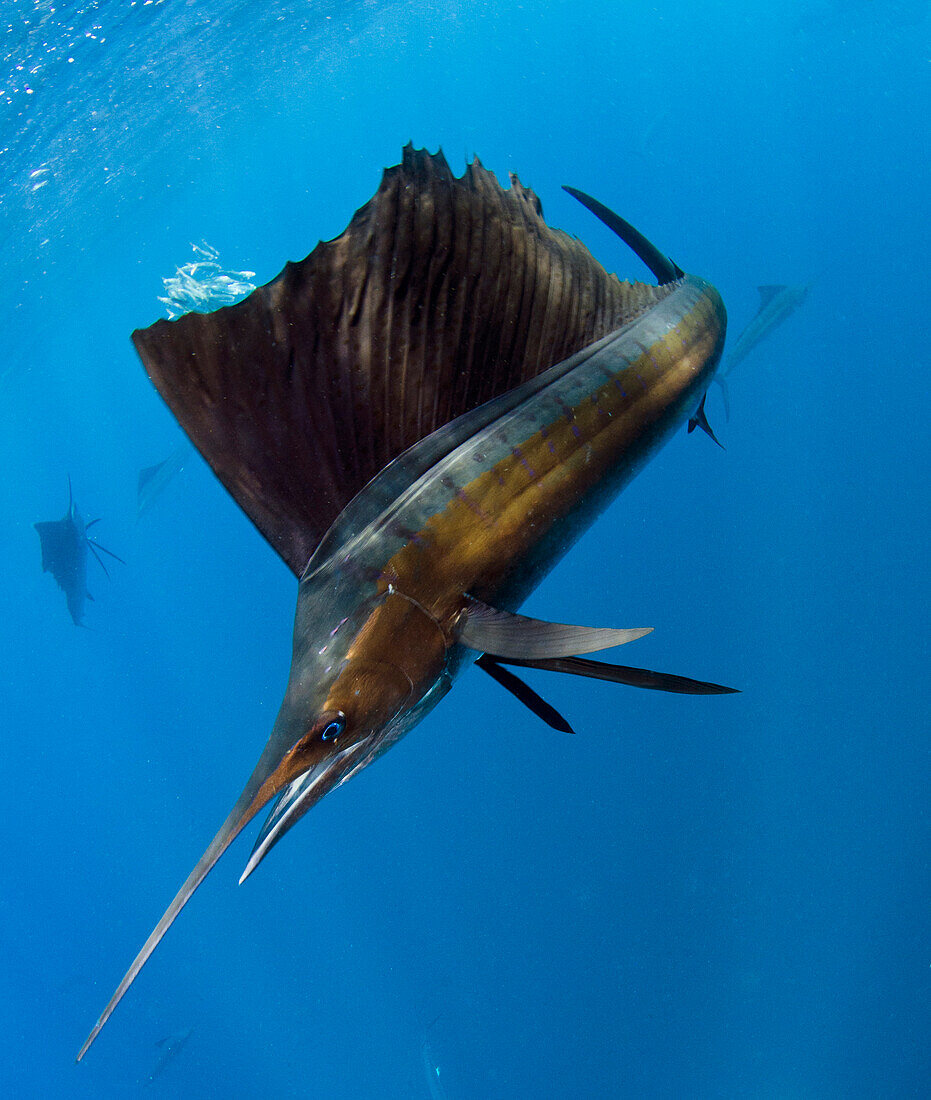 Atlantic Sailfish (Istiophorus albicans) hunting Round Sardinella (Sardinella aurita), Isla Mujeres, Mexico