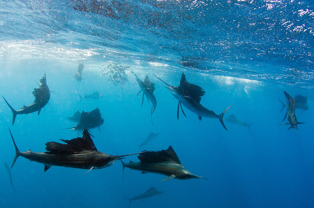 Atlantic Sailfish (Istiophorus albicans) group hunting Round Sardinella (Sardinella aurita), Isla Mujeres, Mexico