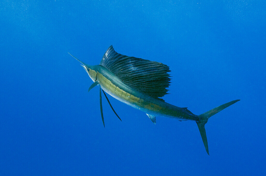 Atlantic Sailfish (Istiophorus albicans), Isla Mujeres, Mexico