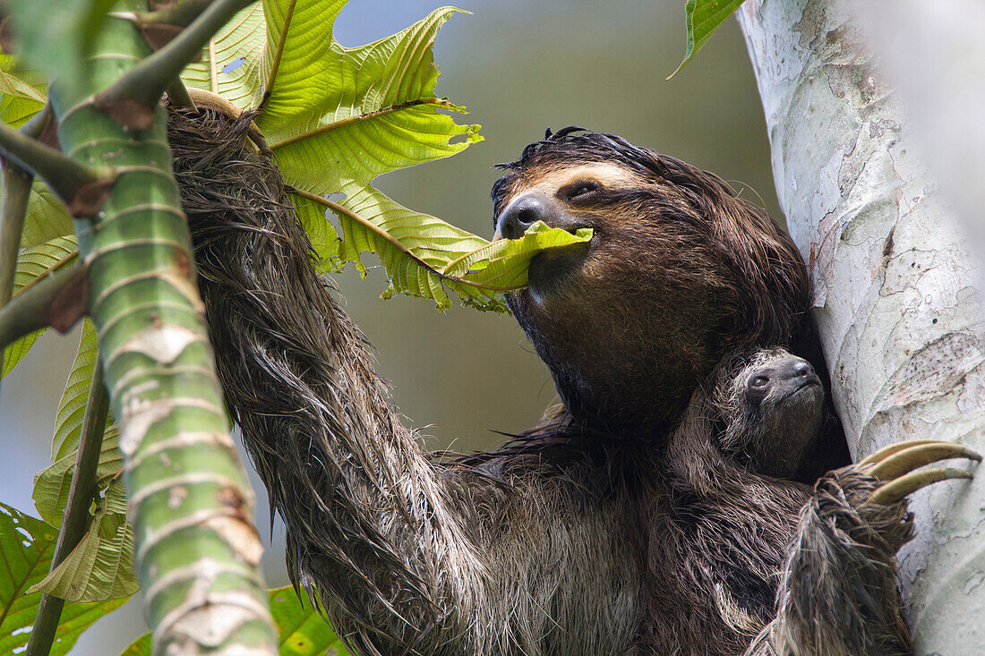 Brown-throated Three-toed Sloth (Bradypus variegatus) mother feeding with newborn baby, Aviarios Sloth Sanctuary, Costa Rica