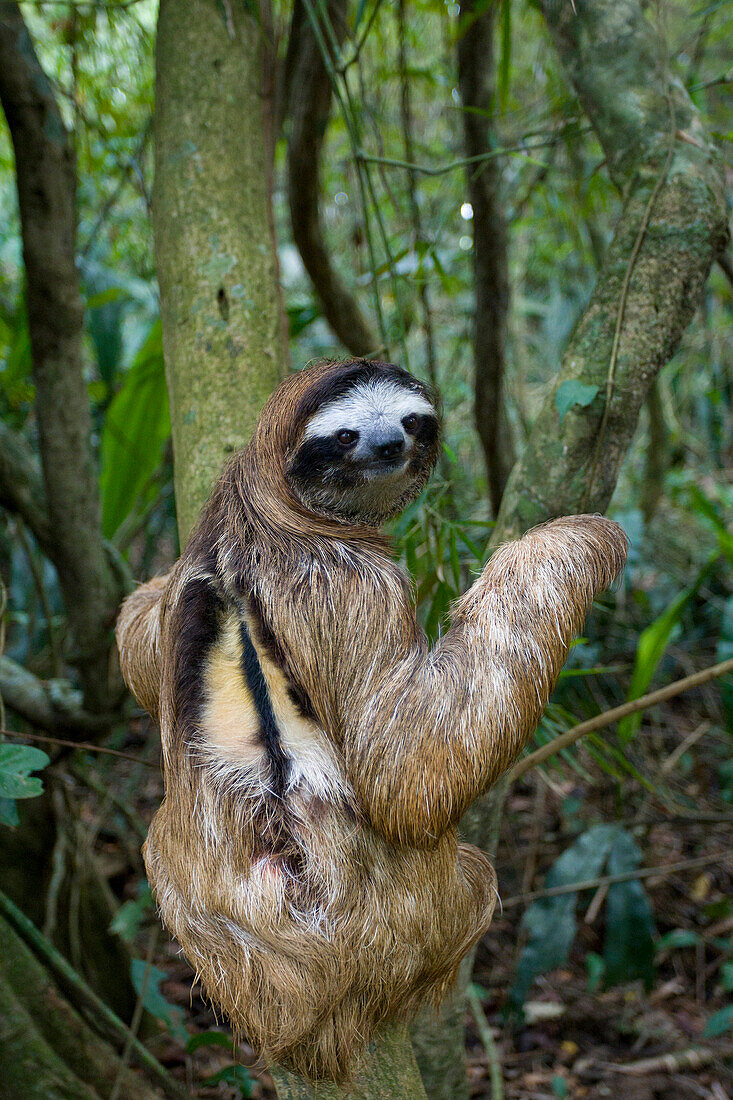 Brown-throated Three-toed Sloth (Bradypus variegatus) male, Aviarios Sloth Sanctuary, Costa Rica