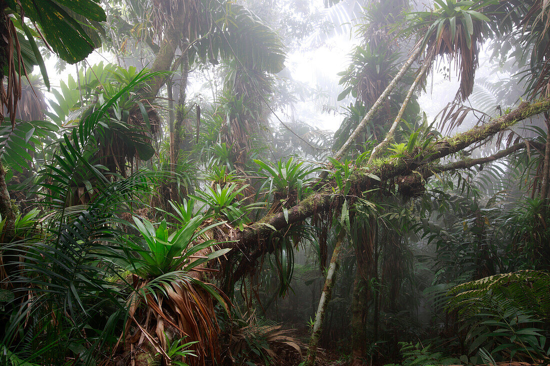 Bromeliad (Bromeliaceae) and tree fern at 1600 meters altitude in tropical rainforest, Sierra Nevada de Santa Marta National Park, Colombia