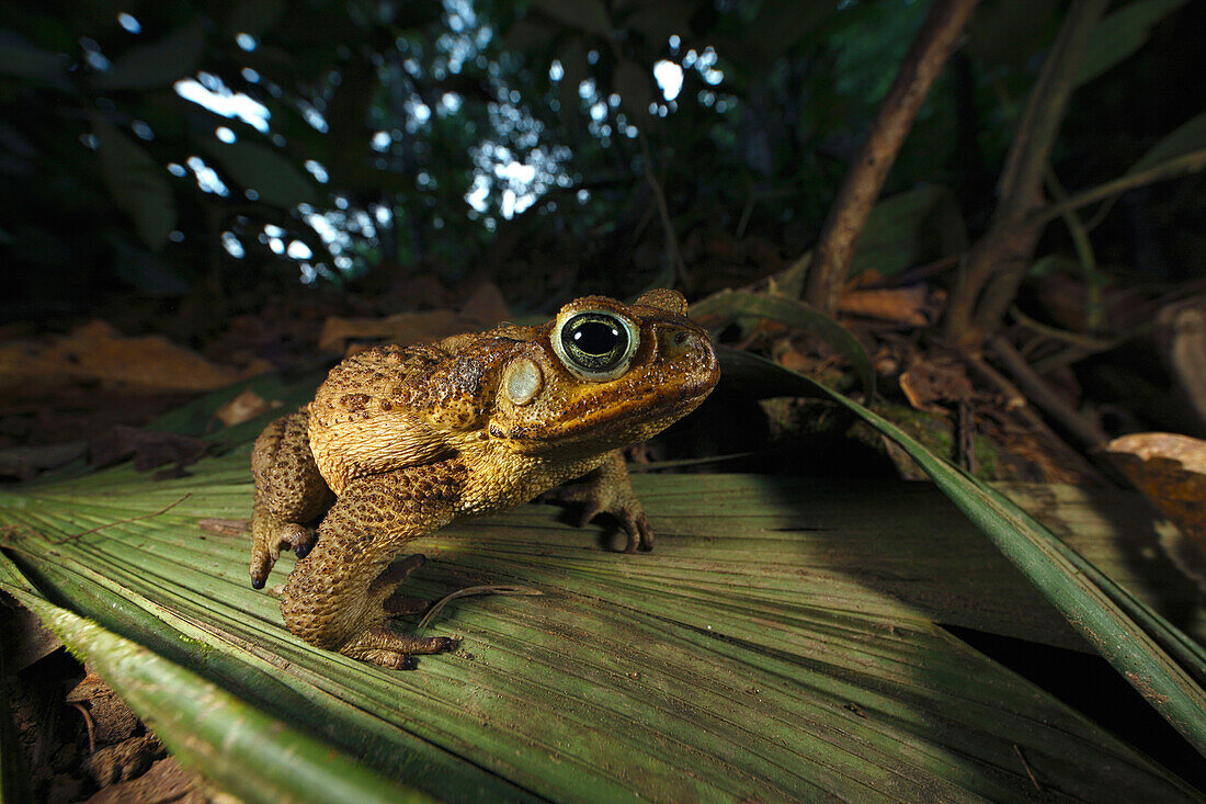 Cane Toad (Bufo marinus), Sierra Nevada de Santa Marta, Colombia