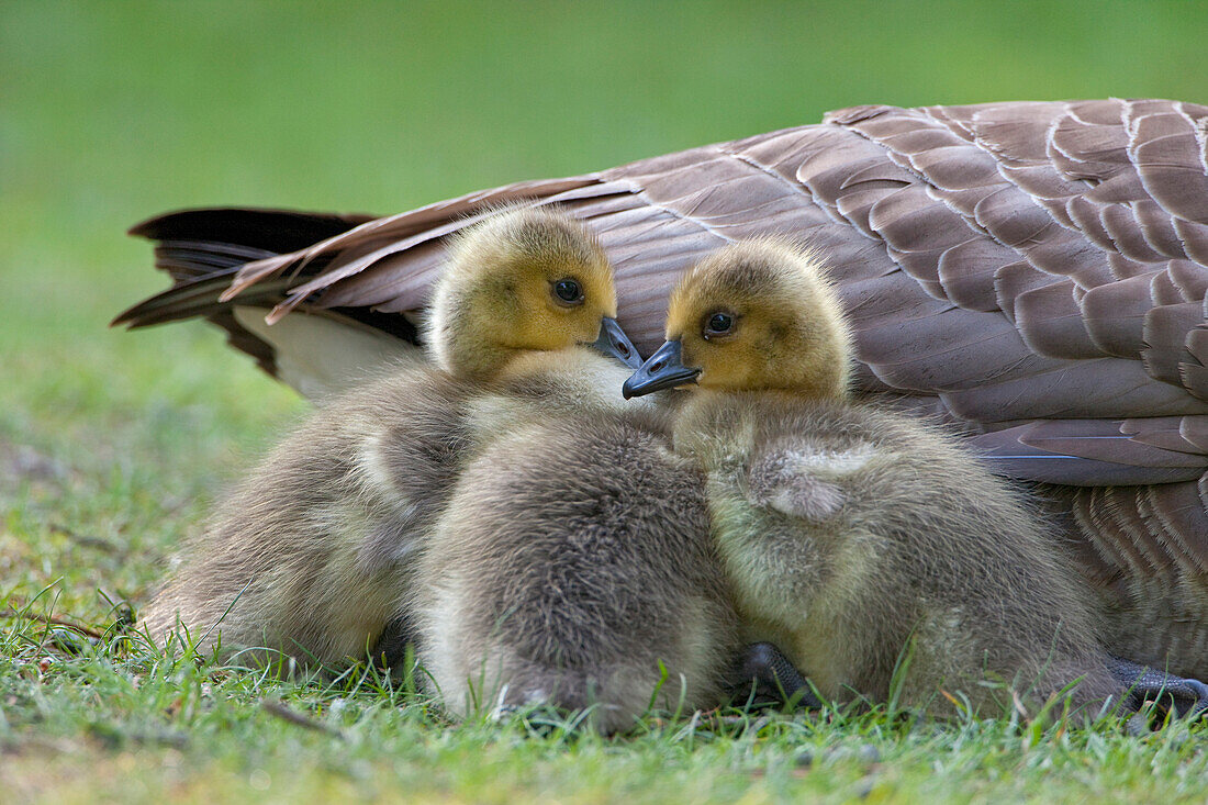 Canada Goose (Branta canadensis) chicks huddling near mother, native to North America